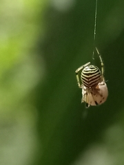 Theridion zonulatum
