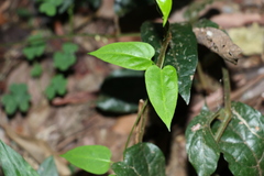 Leichhardtia longiloba