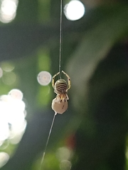 Theridion zonulatum
