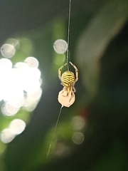 Theridion zonulatum