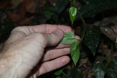 Leichhardtia longiloba
