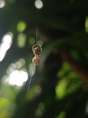 Theridion zonulatum