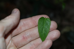 Leichhardtia longiloba