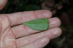 Leichhardtia longiloba