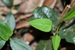 Leichhardtia longiloba