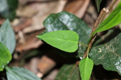 Leichhardtia longiloba