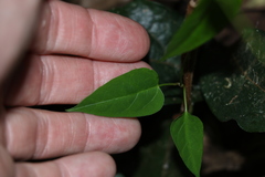 Leichhardtia longiloba