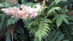 Sorbaria