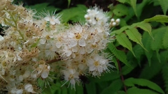 Sorbaria