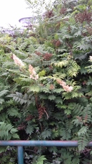 Sorbaria