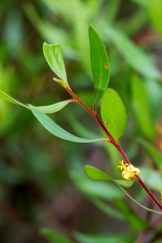 Persoonia rufa