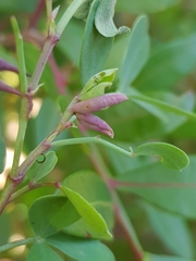 Dasineura coronillae