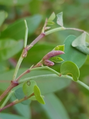 Dasineura coronillae