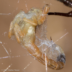 Leiurus hebraeus