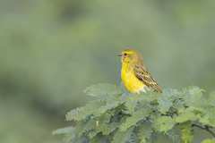 Crithagra dorsostriata