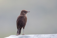 Myrmecocichla aethiops