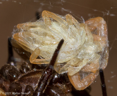 Leiurus hebraeus