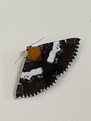 Buzara latizona