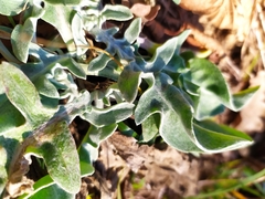 Centaurea triumfettii