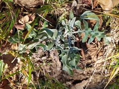 Centaurea triumfettii