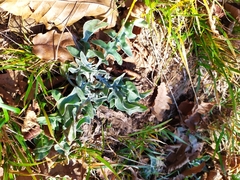 Centaurea triumfettii