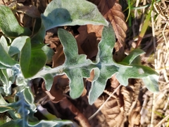 Centaurea triumfettii