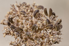 Musineon tenuifolium