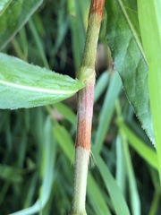 Persicaria subsessilis
