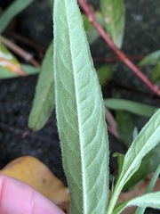 Persicaria subsessilis