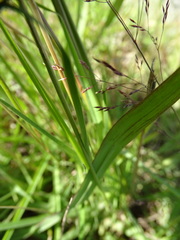Juncus squarrosus