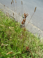 Juncus squarrosus