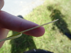 Juncus squarrosus