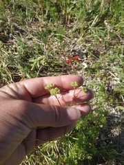 Valerianella pumila