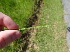 Juncus microcephalus