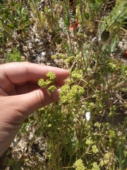 Valerianella pumila