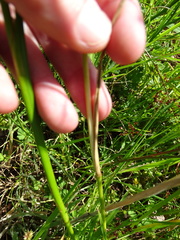 Juncus microcephalus