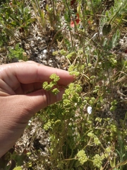 Valerianella pumila