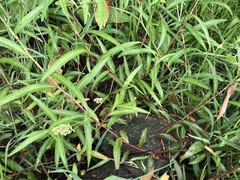 Persicaria subsessilis