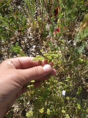 Valerianella pumila