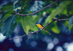 Pericrocotus solaris montanus