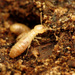 Eastern Subterranean Termite - Photo (c) Katja Schulz, some rights reserved (CC BY), uploaded by Katja Schulz