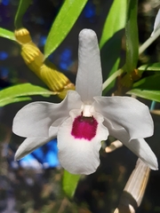 Dendrobium lituiflorum