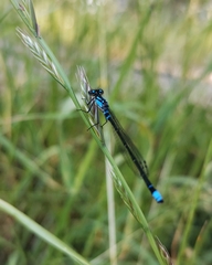 Cyanallagma interruptum