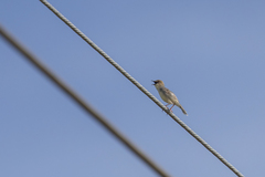 Cisticola haematocephalus