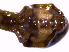 Hyptiotes flavidus