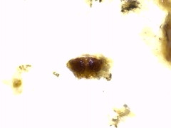 Hyptiotes flavidus