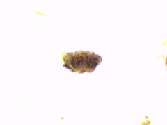 Hyptiotes flavidus
