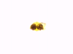 Hyptiotes flavidus