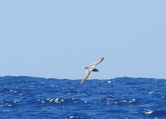 Pterodroma inexpectata