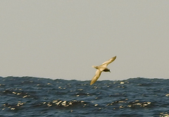 Pterodroma inexpectata